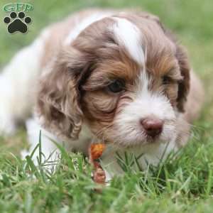 Dusty, Cavapoo Puppy